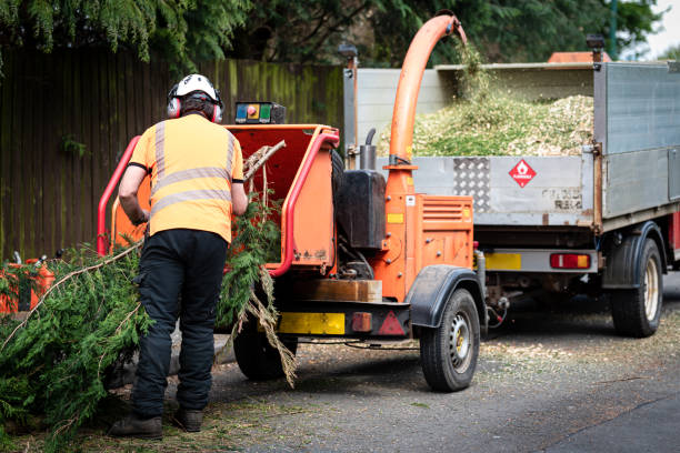 Best Tree Removal Near Me  in USA